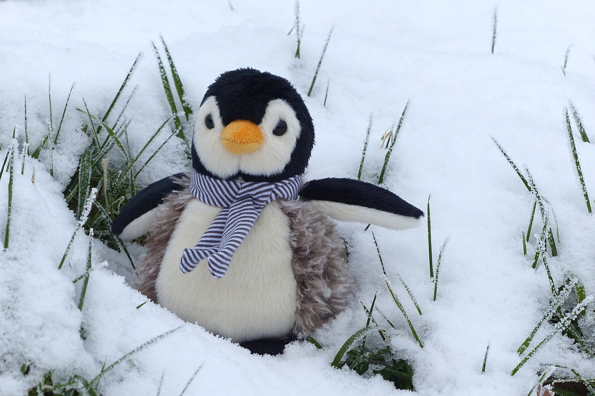 Vásárold meg nálunk a legszebb plüss pingvint! 